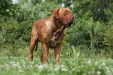 DOGUE DE BORDEAUX 232